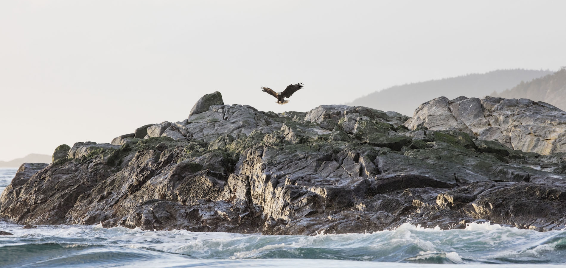Ein Vogel fliegt von einem felsigen Vorsprung über dem Wasser ab.