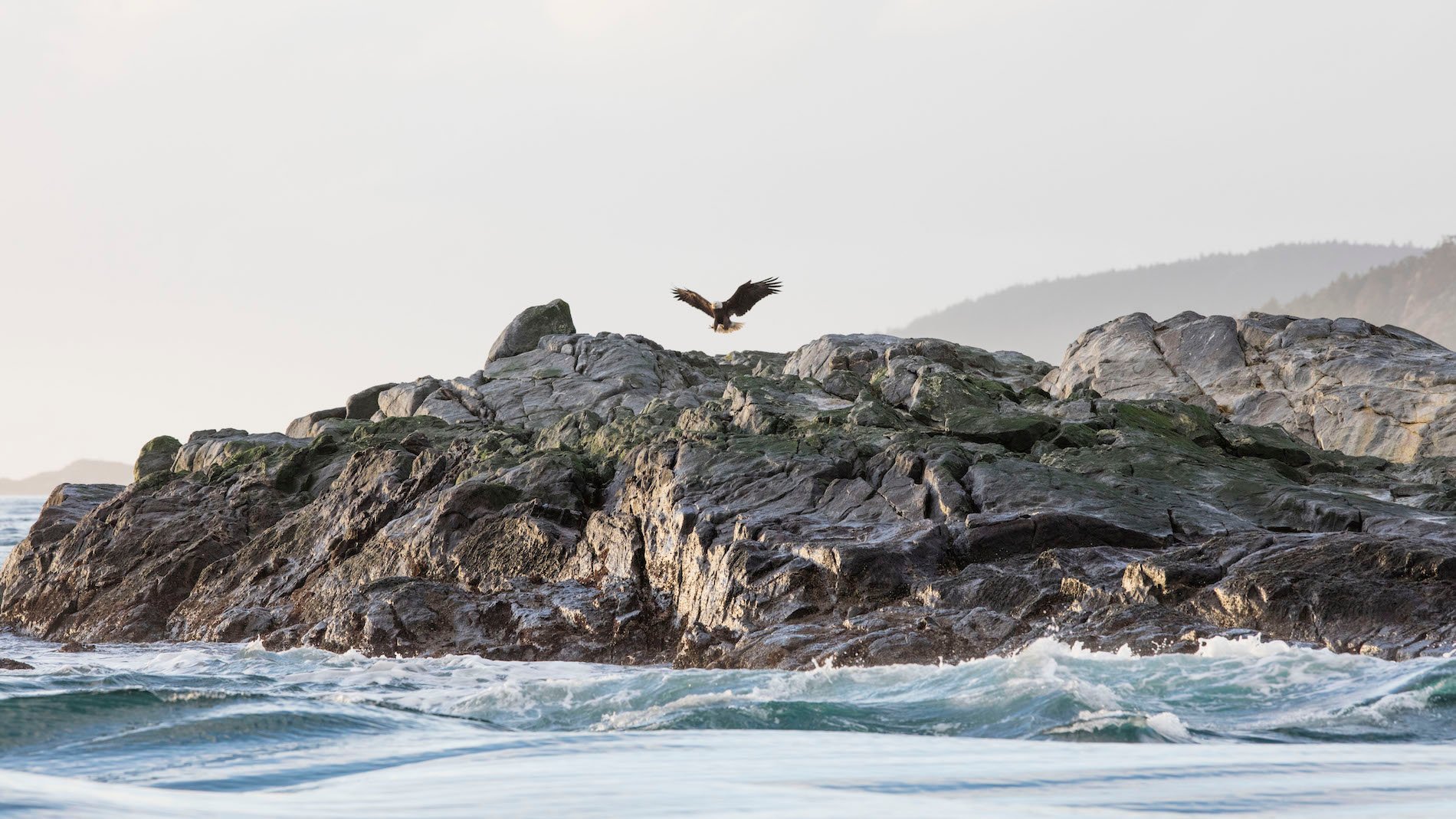 A bird takes off from a rocky outcrop over the water.