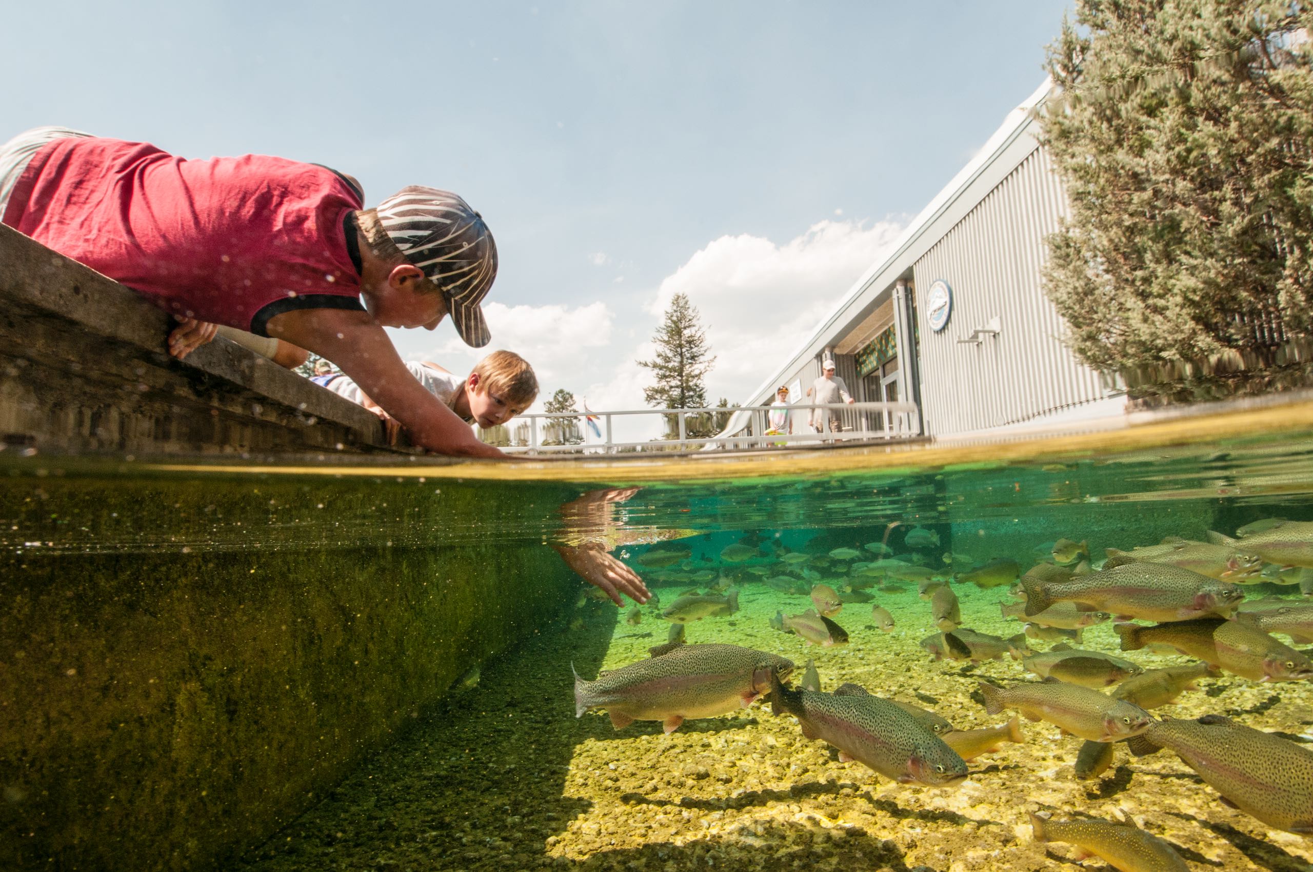 People putting their hands in a body of water at Kootenay Trout Hatchery and Visitor Centre
