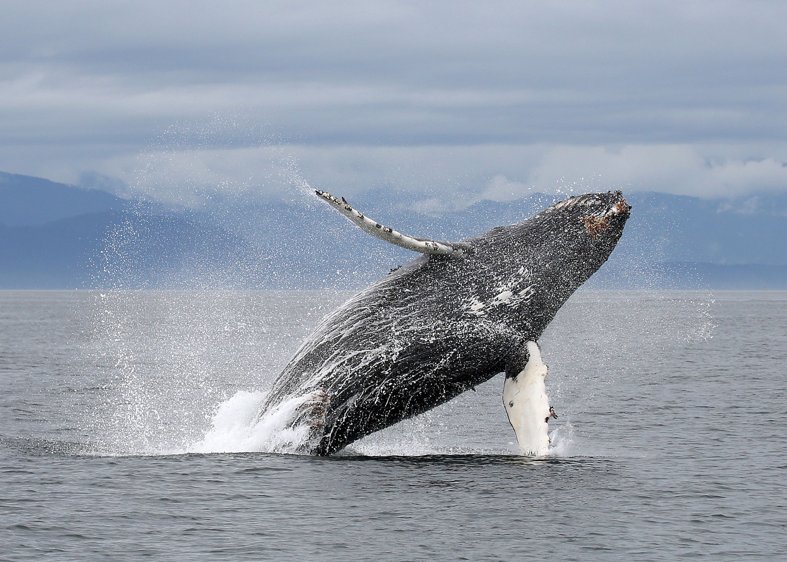 Humpback whale jumping out of the water