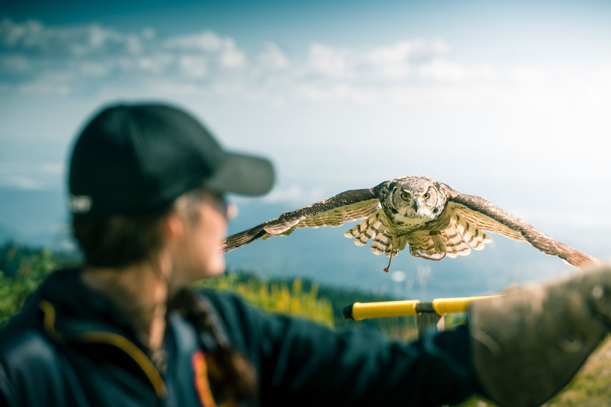 Grouse Mountain Bird of Prey flying towards its handler