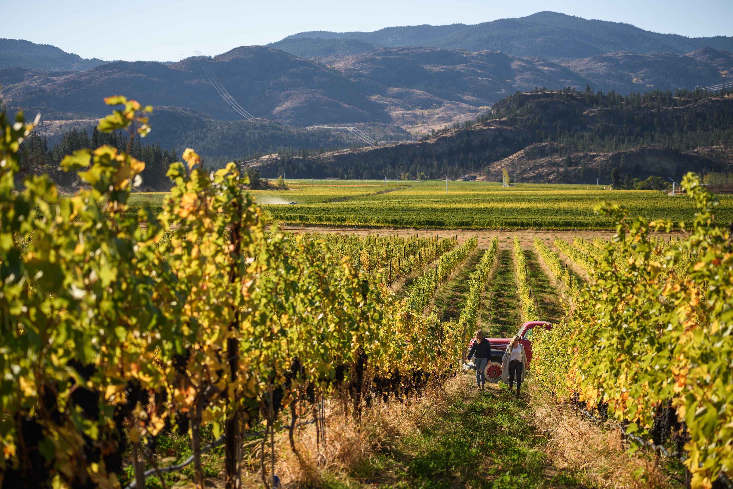 Vineyard at Covert Farm