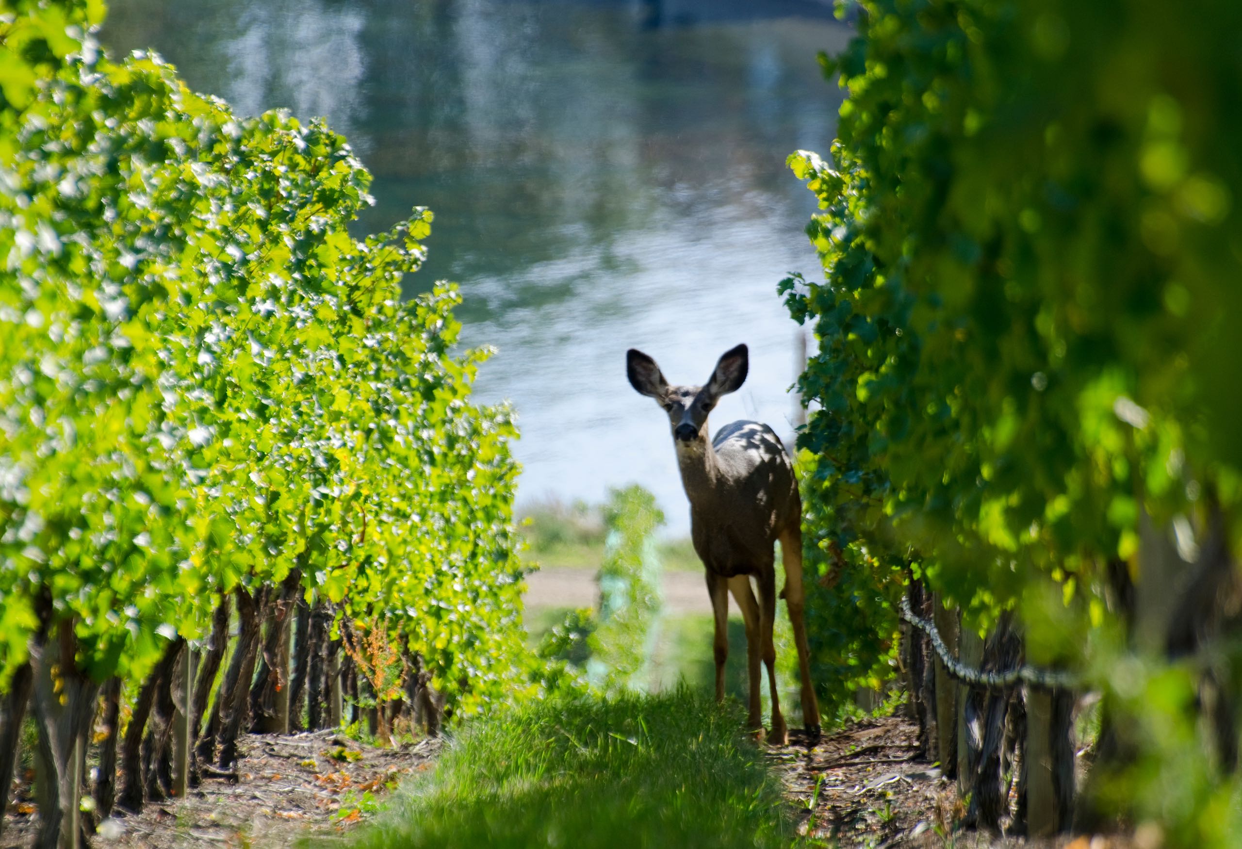 A doe navigates the vines of a vineyard.