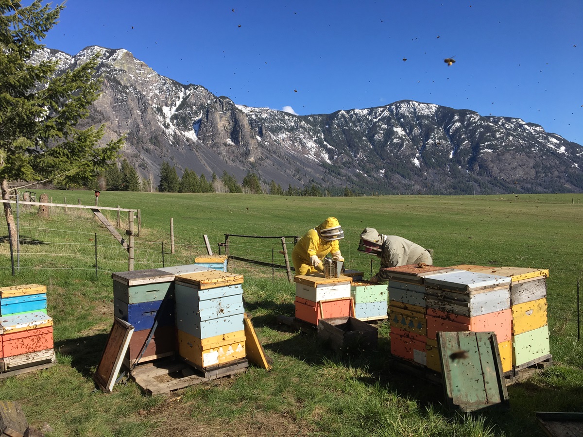 Honey Bee Zen wildflower honey producers in the Creston Valley