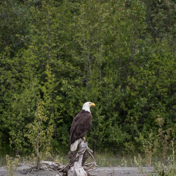 A massive-looking bald eagle in perched on top of a large piece of driftwood on a riverbank with a forest behind.