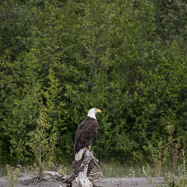 A massive-looking bald eagle in perched on top of a large piece of driftwood on a riverbank with a forest behind.