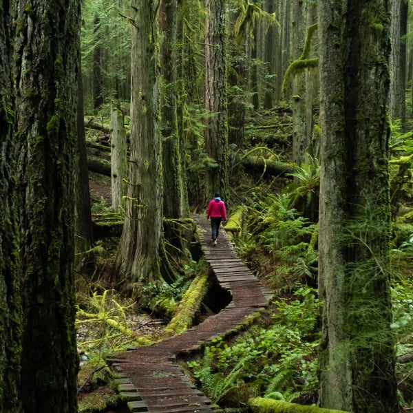 A person on a boardwalk in the woods