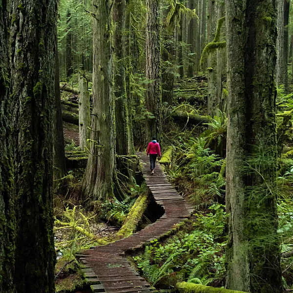 A person on a boardwalk in the woods