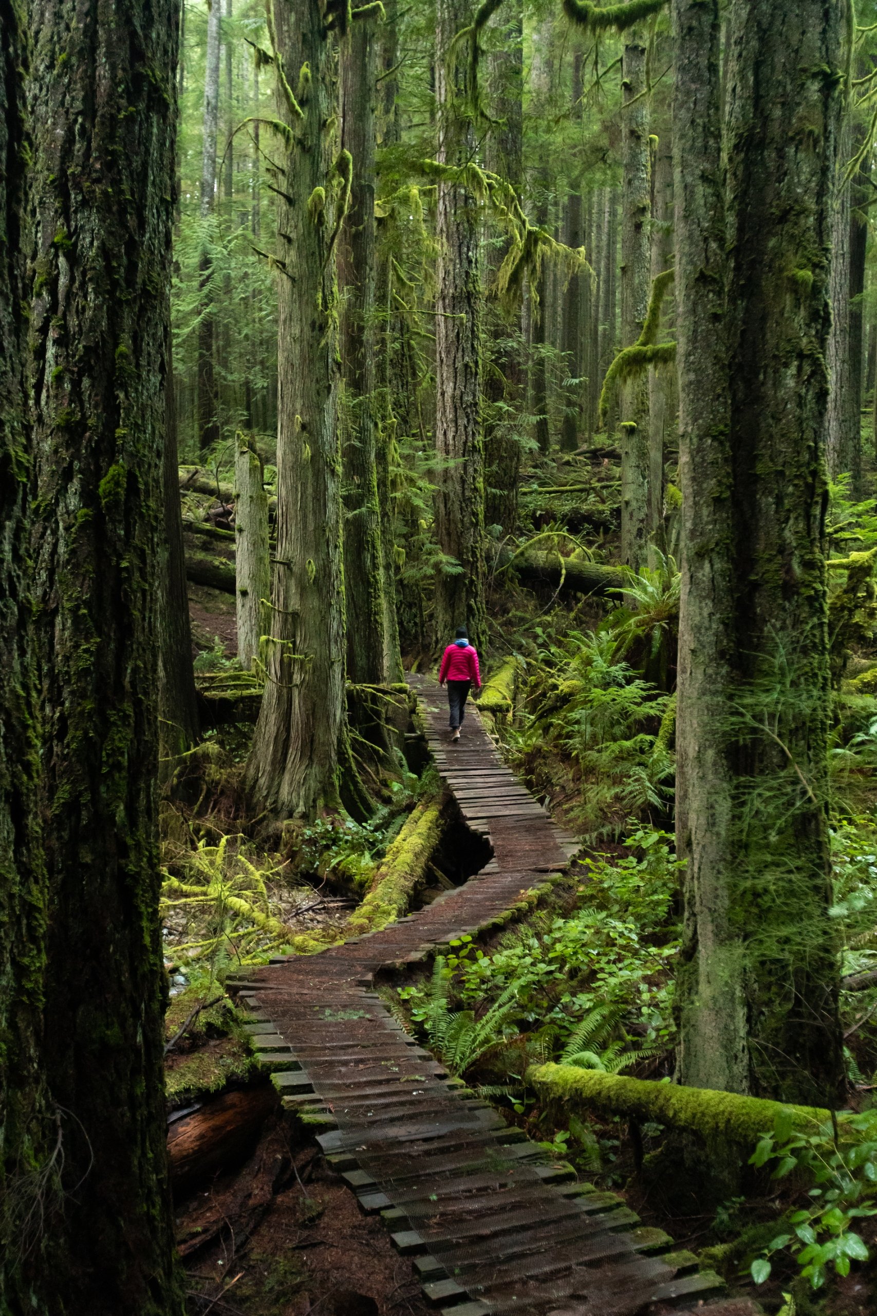 A person on a boardwalk in the woods