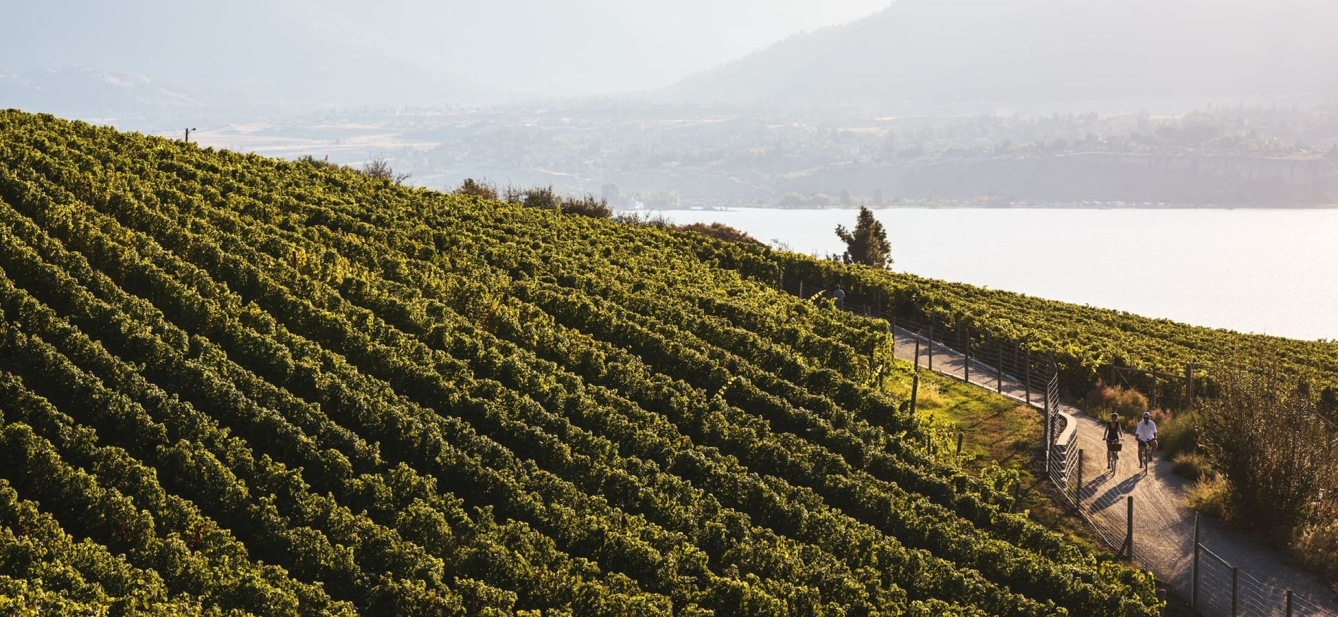 Cycling alongside vineyards on the Kettle Valley Rail Trail.