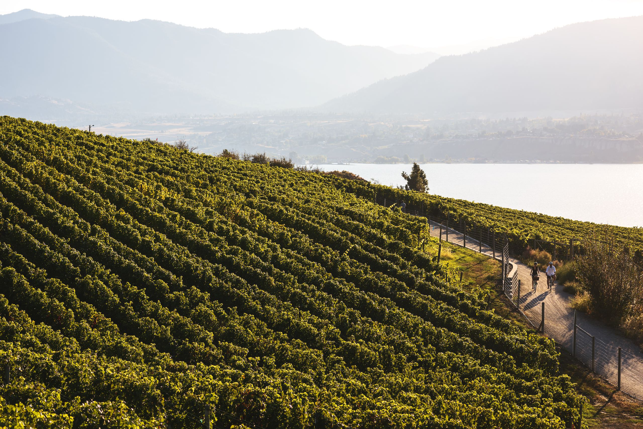 Cycling alongside vineyards on the Kettle Valley Rail Trail.
