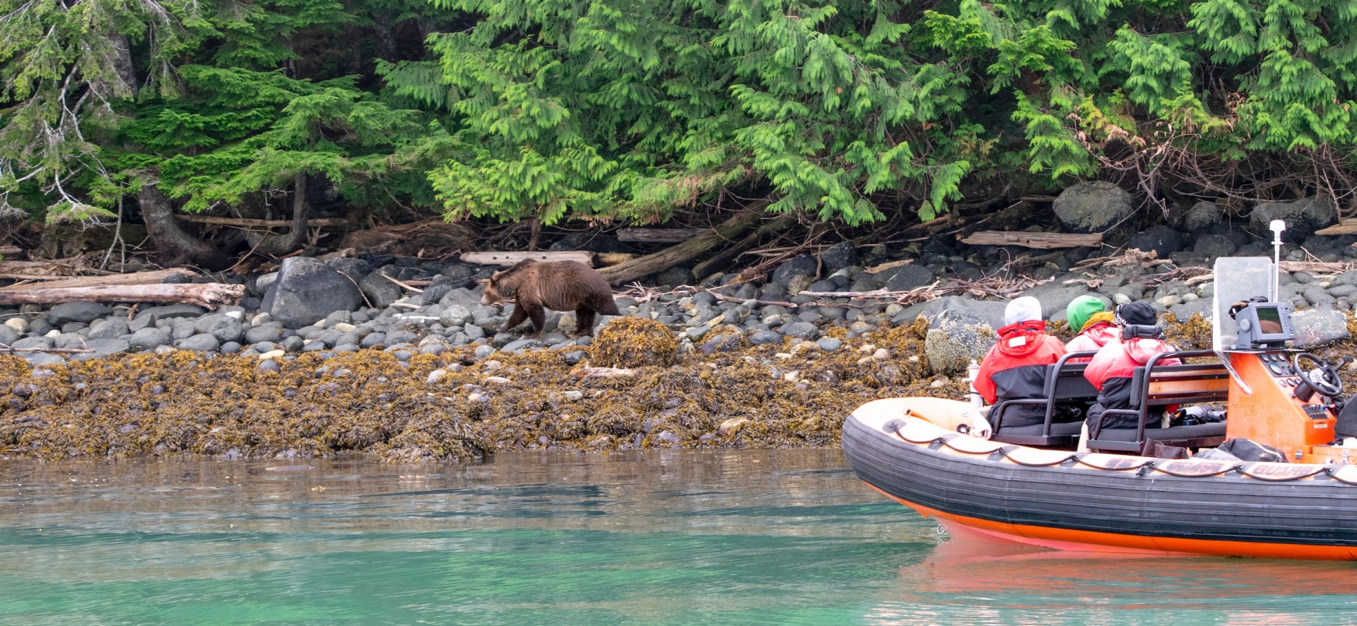 People watching a bear from a boat