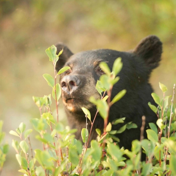 The head of a black bear pokes up from behind a shrub.
