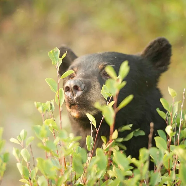 The head of a black bear pokes up from behind a shrub.