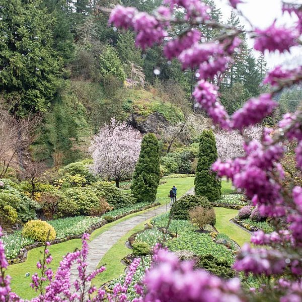 People walking along path in The Butchart Gardens in the spring; purple blossoms in the foreground and a hill with shrubs on the left.