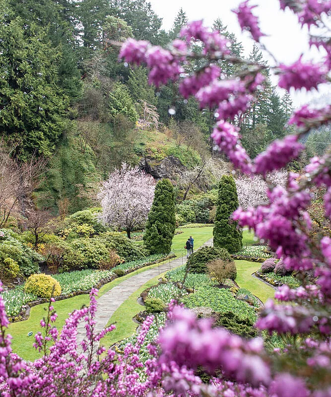 Gente caminando por un sendero en The Butchart Gardens en primavera; con flores moradas en primer plano y una colina con arbustos a la izquierda.
