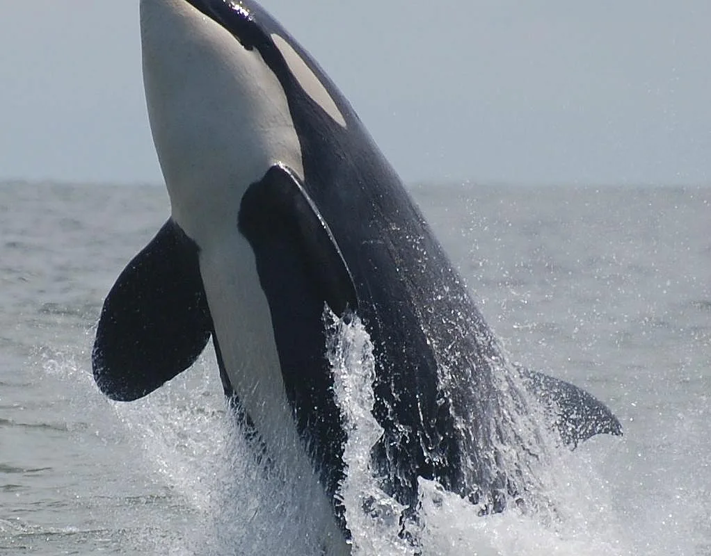 Wild Whales Vancouver