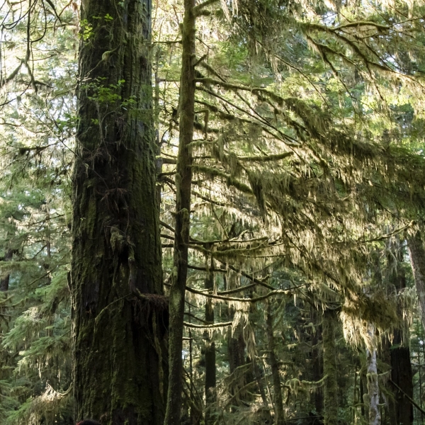 Rainforest Trail in the Pacific Rim
