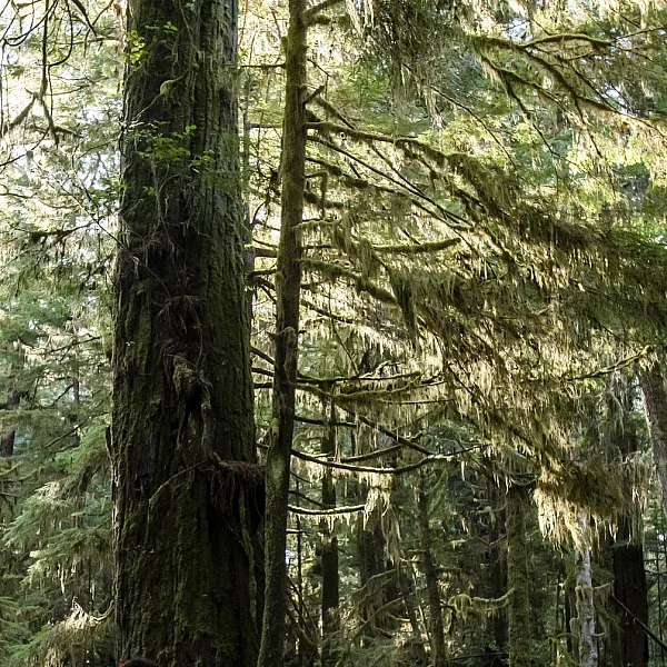 Rainforest Trail in the Pacific Rim