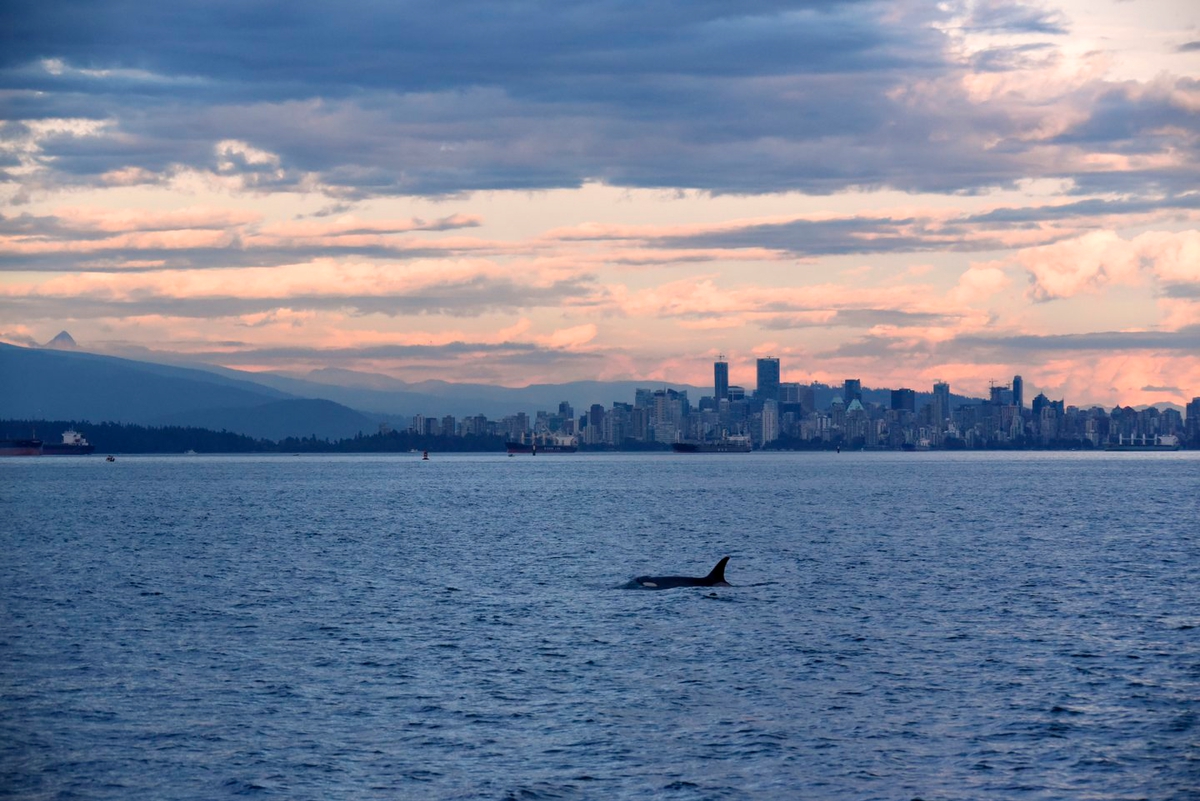 Whale watching from Vancouver | Tourism Vancouver/Prince of Whales Whale Watching
