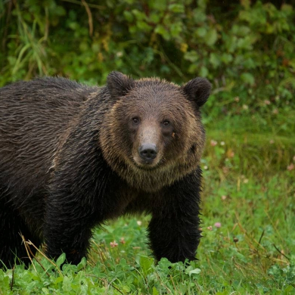 Young grizzly bear along the Alaska Highway.