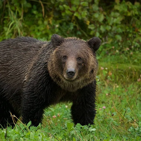 Un osezno grizzly junto a la autopista Alaska Highway.