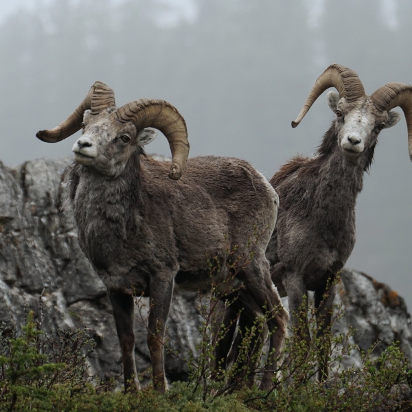Two Stone's sheep perched on rock face, along the Alaska Highway.