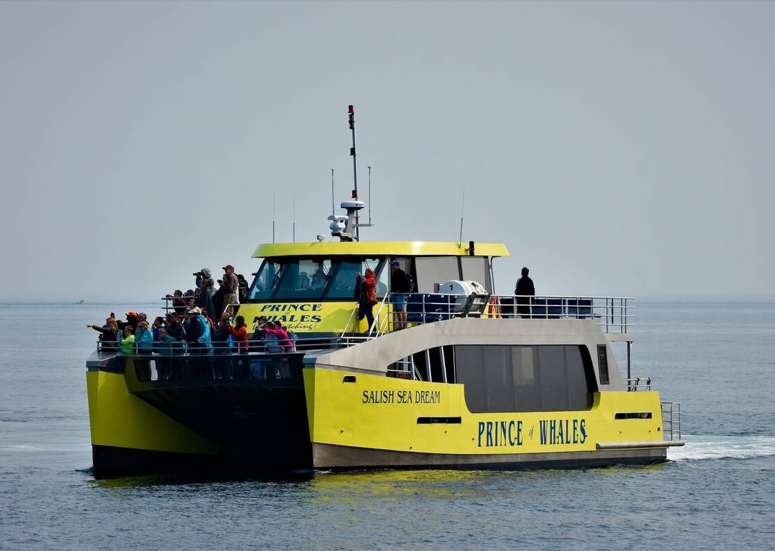 Gelbes Walbeobachtungsschiff mit etwa einem Dutzend Menschen an Deck, die aufs Meer blicken