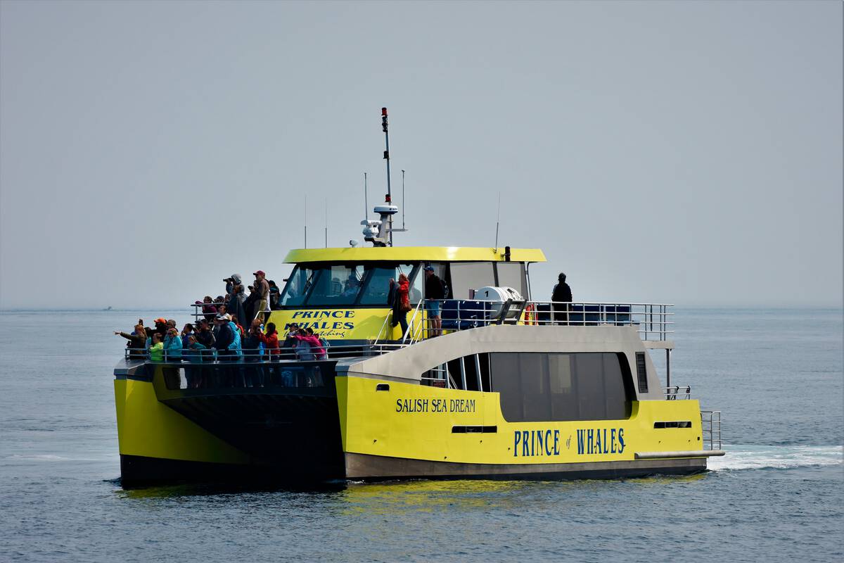 Yellow whale watching vessel with a dozen or so people on deck looking out to sea