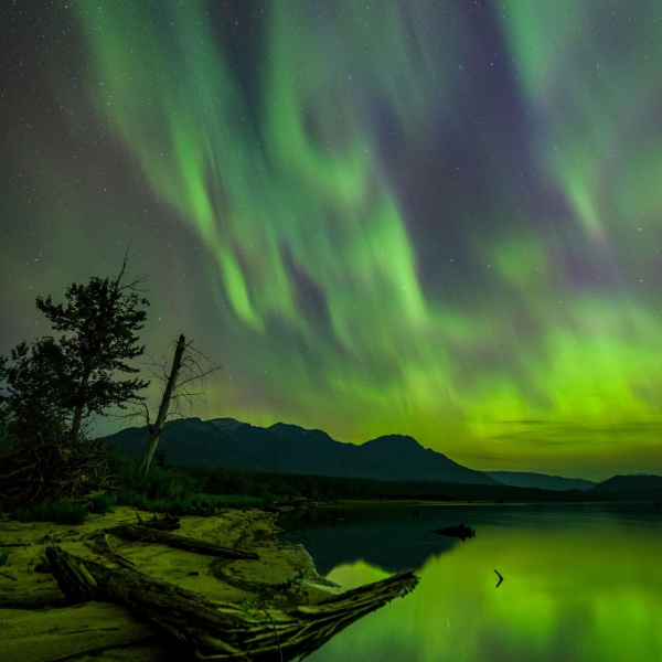 The northern lights flash green across the night sky, reflected in the water below. To the left is a rocky shore and a couple of trees.