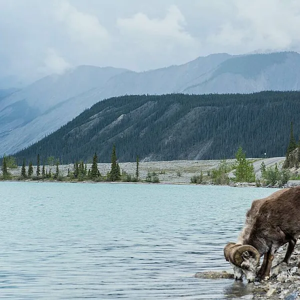A Stone's Sheep with large curved horns drinks from a waterway along the Alaska Highway with mountains in the background.