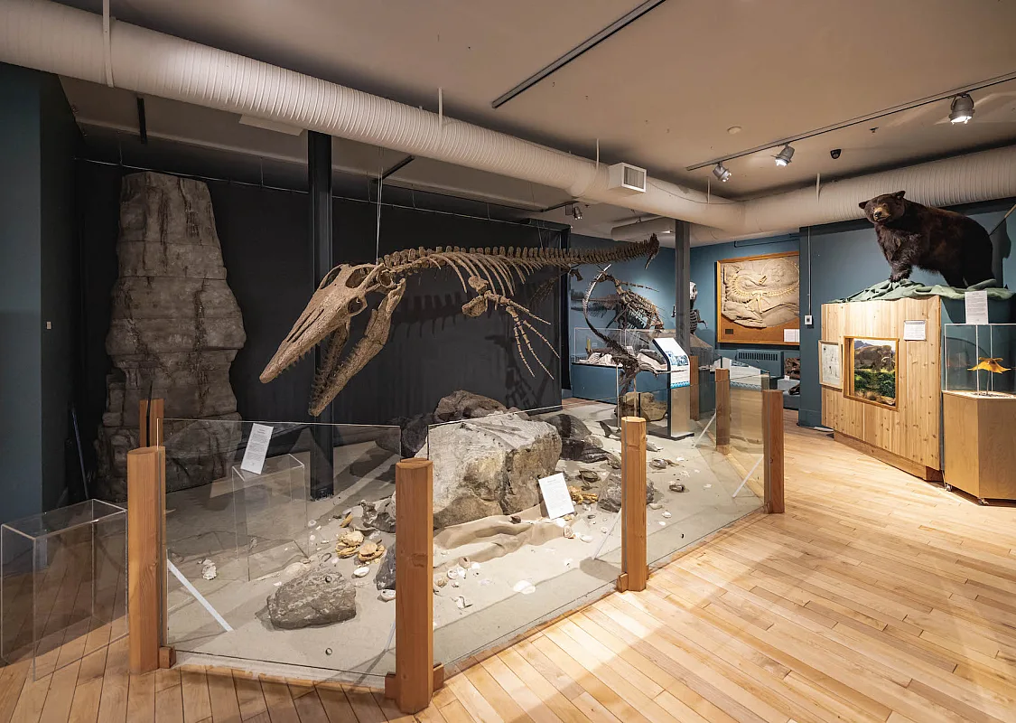 Un esqueleto prehistórico en el Courtenay District Museum.