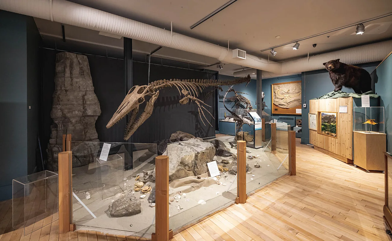 A prehistoric skeleton in Courtenay District Museum