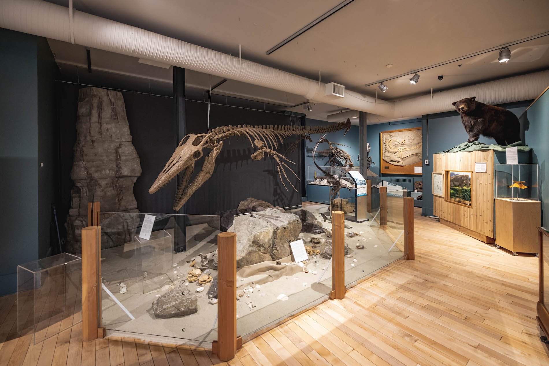 A prehistoric skeleton in Courtenay District Museum