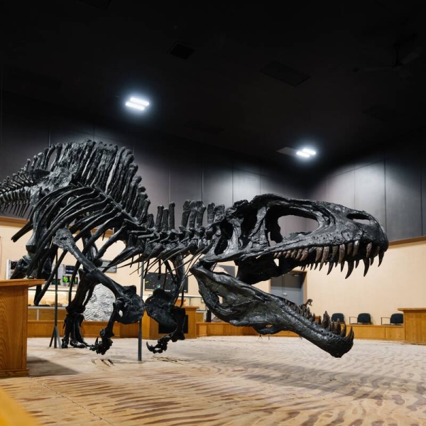 A dinosaur skeleton looms inside the Tumbler Ridge Museum.