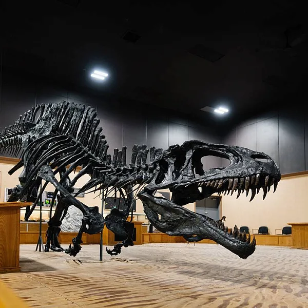 A dinosaur skeleton looms inside the Tumbler Ridge Museum.