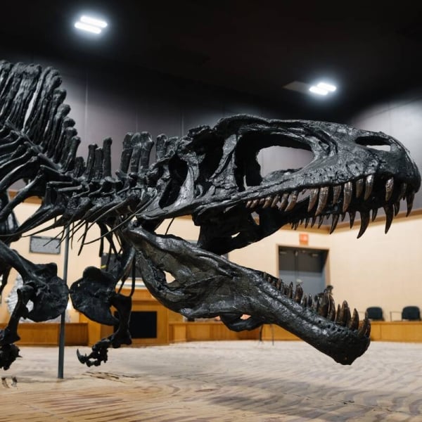 Un esqueleto de dinosaurio se asoma dentro del Tumbler Ridge Museum.
