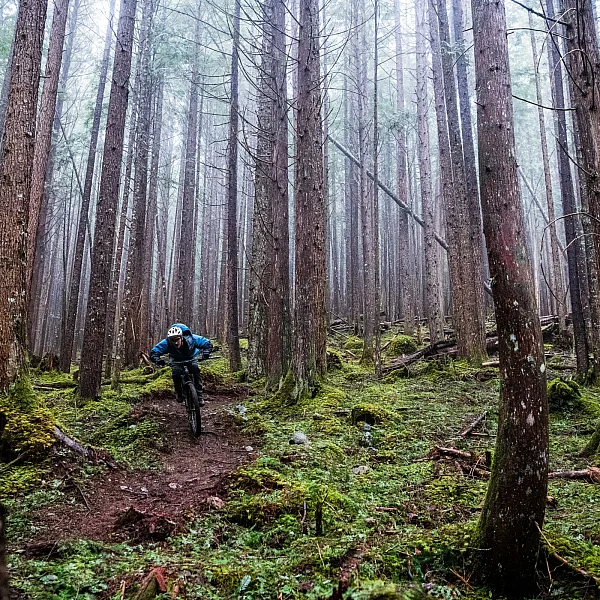 A solo mountain biker descends through a dense, moss-covered forest floor with mist in the trees and loamy dirt on the ground.