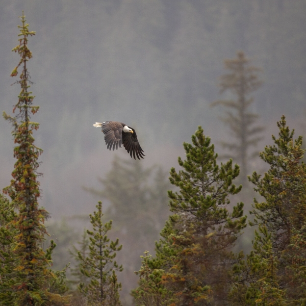 A black and white bald eagle soars above a misty forest.