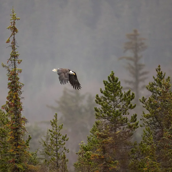 A black and white bald eagle soars above a misty forest.
