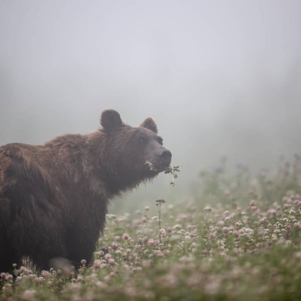 Un oso grizzly deambula por un prado exuberante, mordisqueando el follaje con niebla al fondo.