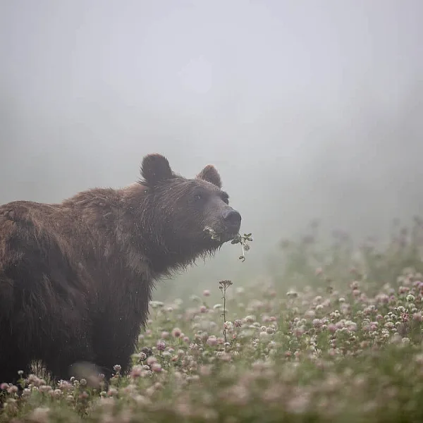 A grizzly bear roams through a lush meadow, munching on foliage with mist in the background.