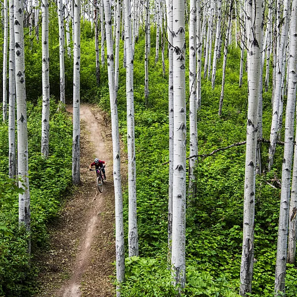 A solo biker rides along a dirt trail, surrounded by vibrant green foliage and white birch trees.