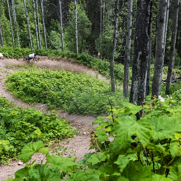 A snaking mountain bike trail winds through vibrant green foliage and dense forest.