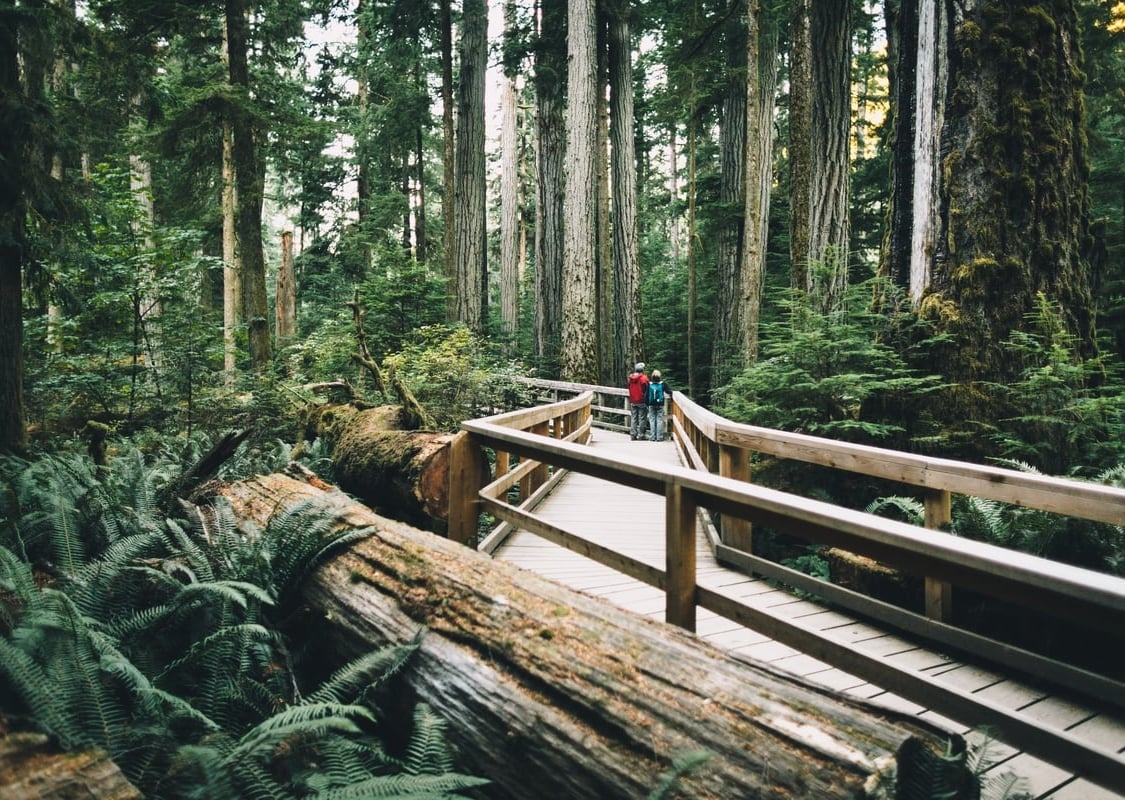 Two people walk down a boardwalk in the forest at MacMillan Provincial Park. Large trees surround them.