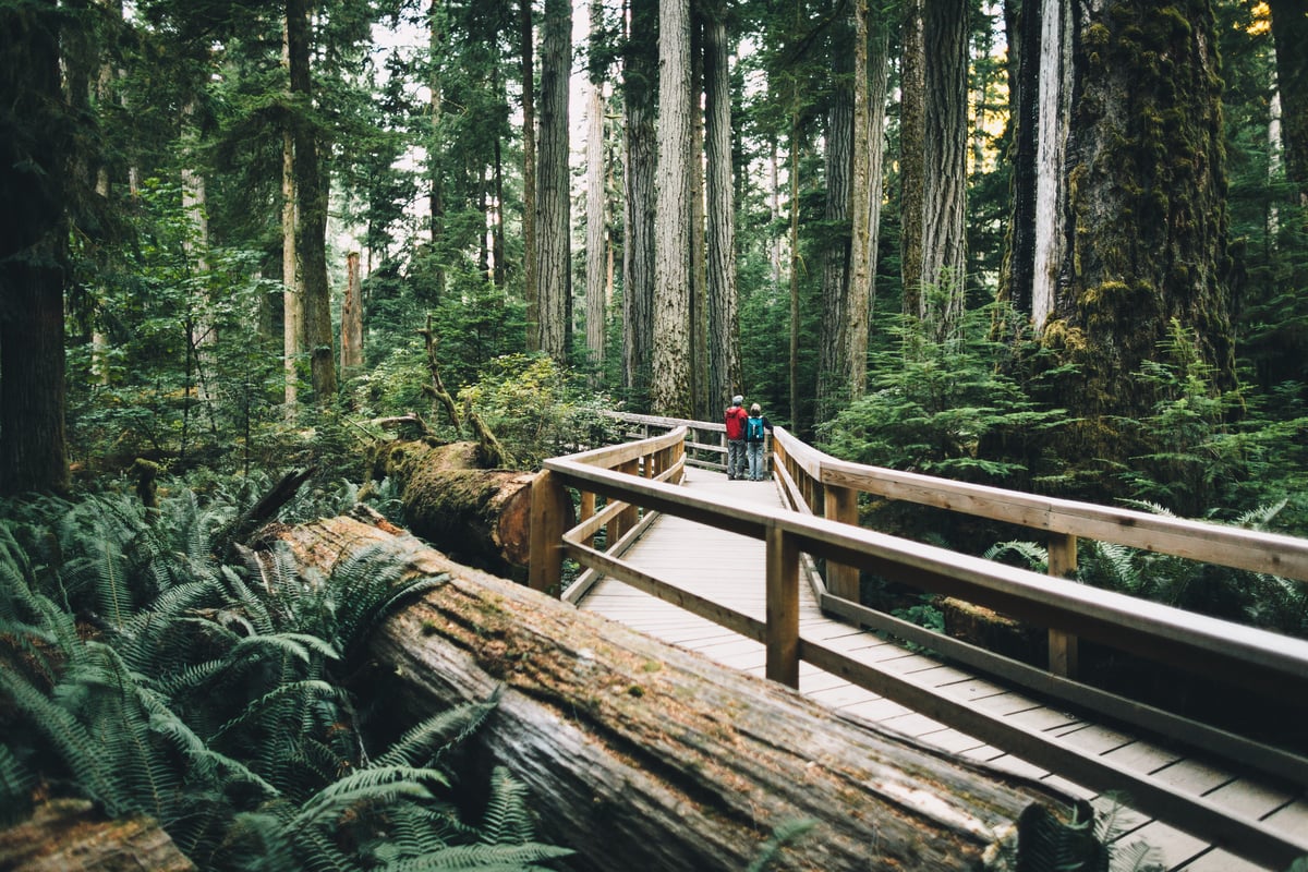 Two people walk down a boardwalk in the forest at MacMillan Provincial Park. Large trees surround them.