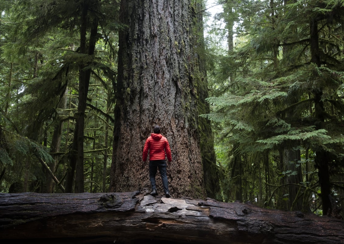 A person in a red jacket stands on top of a fallen tree, looking up at a large evergreen tree in the forest