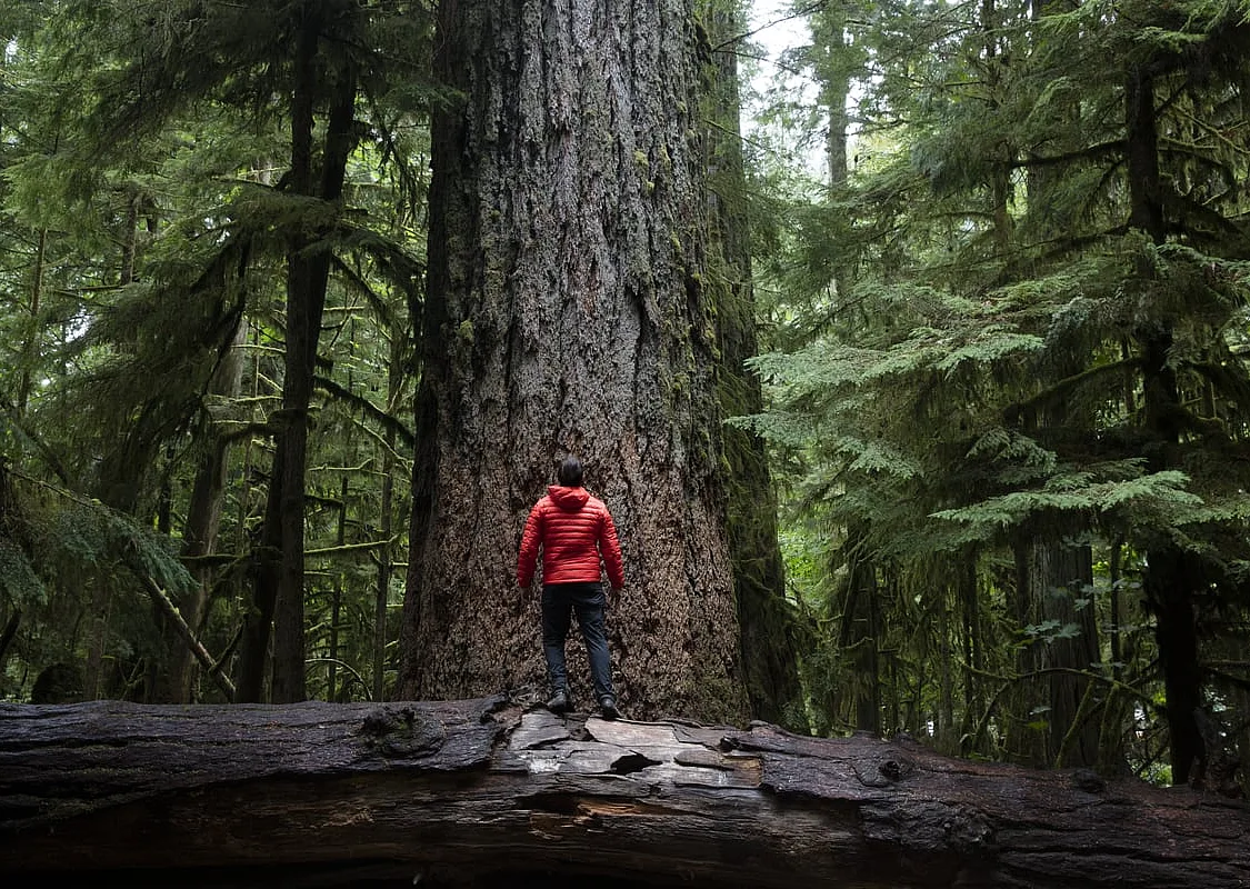 A person in a red jacket stands on top of a fallen tree, looking up at a large evergreen tree in the forest