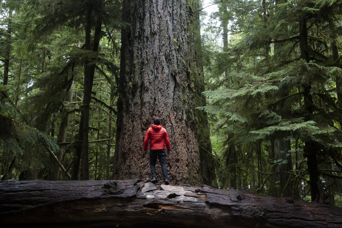 A person in a red jacket stands on top of a fallen tree, looking up at a large evergreen tree in the forest
