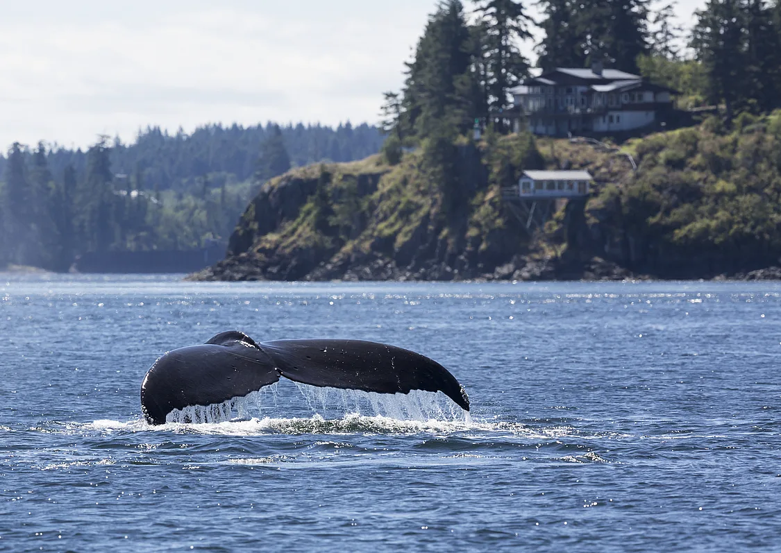A whale's tale above the water as the whale dives below the surface. The shoreline is in the distance and a few houses are scattered across the shoreline.